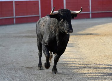 geleneksel gözlük İspanya'da boğa