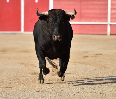 geleneksel gözlük İspanya'da boğa
