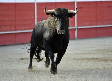 geleneksel gözlük İspanya'da boğa