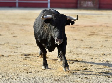 geleneksel gözlük İspanya'da boğa