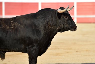 geleneksel gözlük İspanya'da boğa