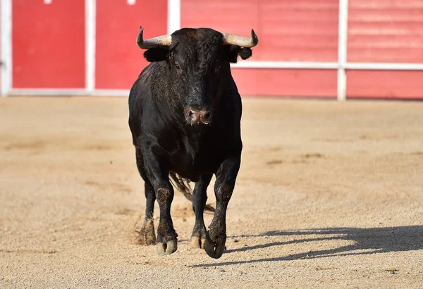 Toro España Espectaculo Tradicional — Foto de Stock