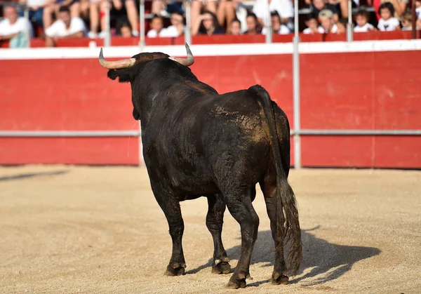 Býk Španělsku Tradiční Okázale — Stock fotografie