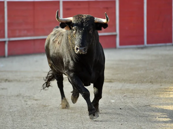 Toro España Espectaculo Tradicional — Foto de Stock