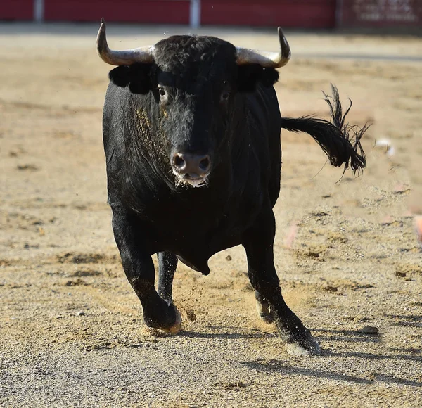 Stier Spanje Traditionele Spectaclee — Stockfoto