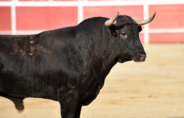 Bull Spanien Traditionell Spectaclee — Stockfoto