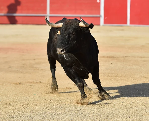 Bull Spanien Traditionell Spectaclee — Stockfoto
