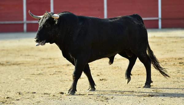 Touro Espanha Espetáculo Tradicional — Fotografia de Stock