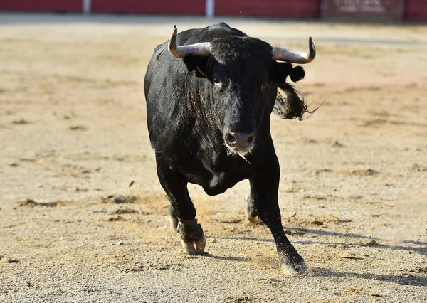 Bull Hiszpanii Tradycyjnym Spektaklem — Zdjęcie stockowe