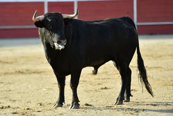 Toro España Espectaculo Tradicional —  Fotos de Stock