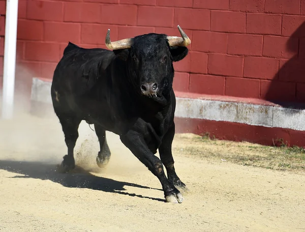 Touro Espanha Correndo Praça Touros Com Grandes Chifres — Fotografia de Stock