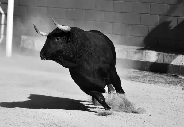 公牛在西班牙运行与大角的斗牛场 — 图库照片