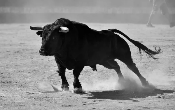 公牛在西班牙运行与大角的斗牛场 — 图库照片