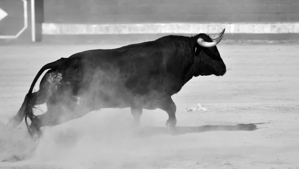 Бик Іспанії Біжить Бику Великими Рогами — стокове фото