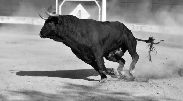 Ταύρος Στην Ισπανία Τρέχει Στην Αρένα Ταυρομαχιών Μεγάλα Κέρατα — Φωτογραφία Αρχείου