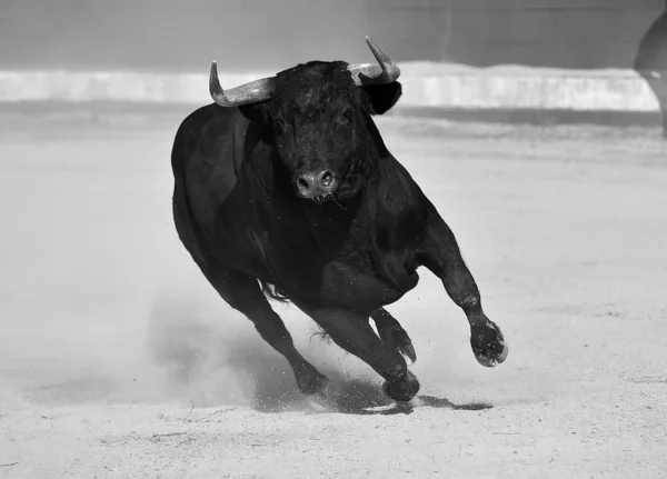 Taureau Espagne Courir Dans Arène Avec Grandes Cornes — Photo
