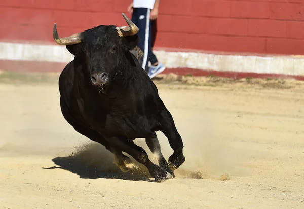 大きな角で闘牛で走っているスペインの雄牛 — ストック写真