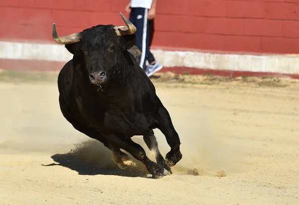 Touro Espanha Correndo Praça Touros Com Grandes Chifres — Fotografia de Stock