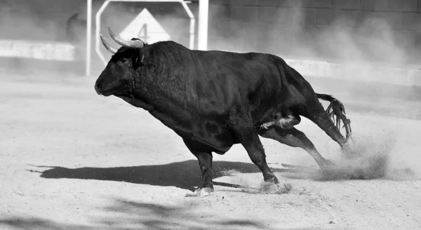 Stier Spanien Läuft Der Stierkampfarena Mit Großen Hörnern — Stockfoto
