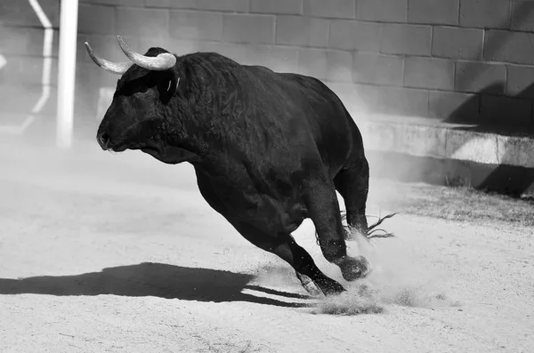 Stier Spanien Läuft Der Stierkampfarena Mit Großen Hörnern — Stockfoto