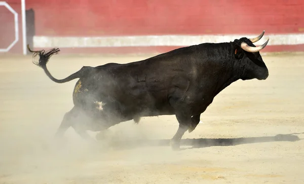Stier Spanje Loopt Arena Met Grote Hoorns — Stockfoto
