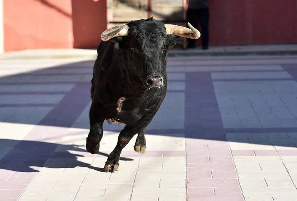 伝統的な光景で大きな角を持つスペインの雄牛黒 — ストック写真