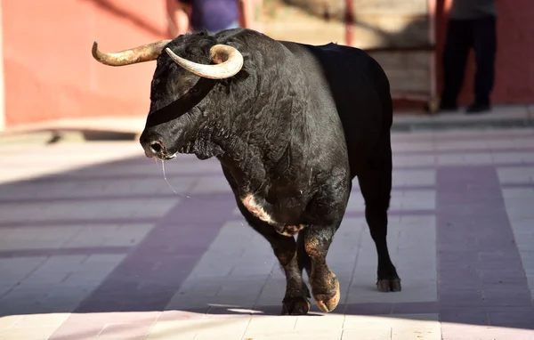 Toro Nero Spagna Con Grandi Corna Nello Spettacolo Tradizionale — Foto Stock