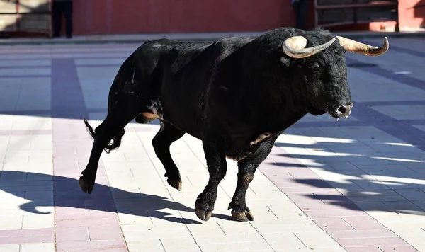 Toro Negro España Con Cuernos Grandes Espectáculo Tradicional — Foto de Stock