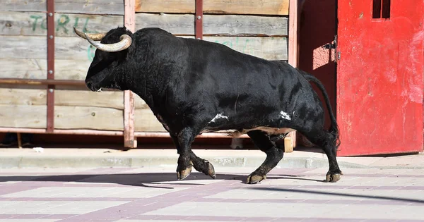 Toro Negro España Con Cuernos Grandes Espectáculo Tradicional — Foto de Stock