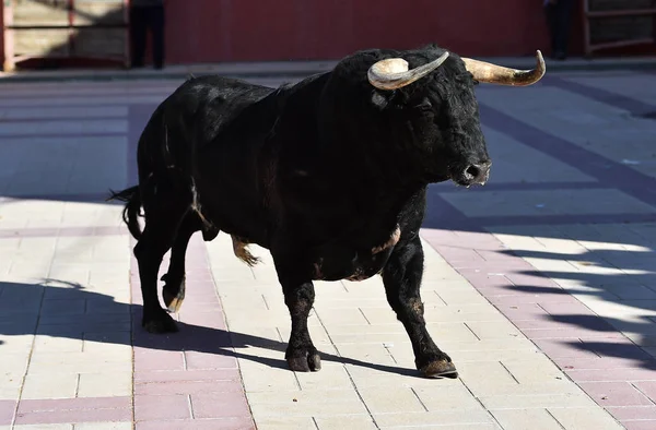 Toro Negro España Con Cuernos Grandes Espectáculo Tradicional — Foto de Stock