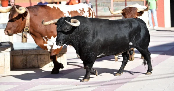 Бик Чорний Іспанії Великими Рогами Традиційному Видовищі — стокове фото