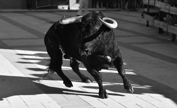 Bulle Schwarz Spanien Mit Großen Hörnern Bei Traditionellem Spektakel — Stockfoto