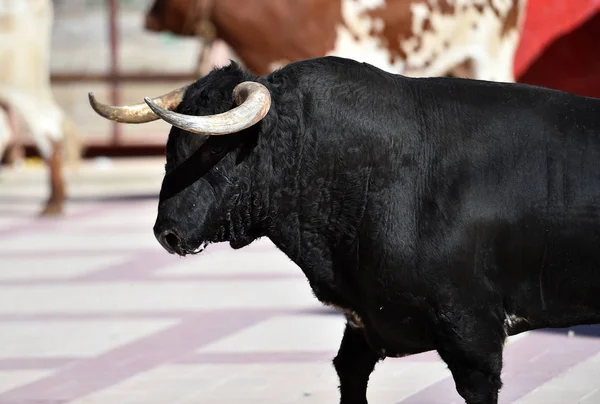 Bull Black Spanien Med Stora Horn Traditionella Spektakel — Stockfoto