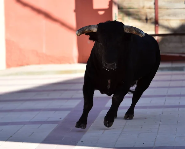 Ταύρος Μαύρο Στην Ισπανία Μεγάλα Κέρατα Παραδοσιακό Θέαμα — Φωτογραφία Αρχείου