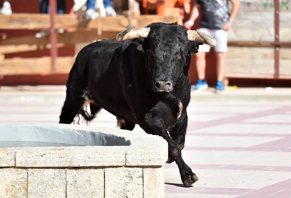 Byk Czarny Hiszpanii Dużymi Rogami Tradycyjnym Spektaklu — Zdjęcie stockowe