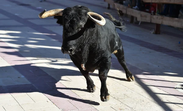 Toro Negro España Con Cuernos Grandes Espectáculo Tradicional —  Fotos de Stock