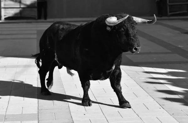 Touro Preto Espanha Com Grandes Chifres Espetáculo Tradicional — Fotografia de Stock