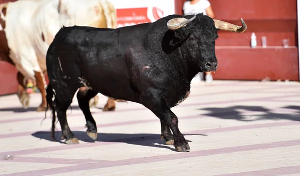 Toro Nero Spagna Con Grandi Corna Nello Spettacolo Tradizionale — Foto Stock