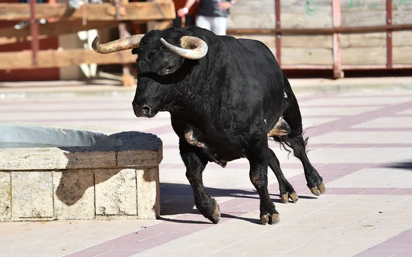 Toro Negro España Con Cuernos Grandes Espectáculo Tradicional —  Fotos de Stock