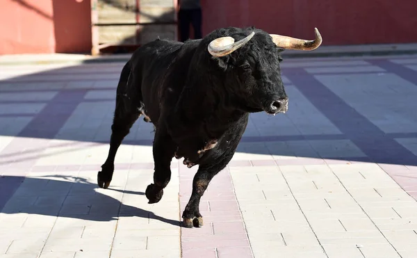 Toro Negro España Con Cuernos Grandes Espectáculo Tradicional — Foto de Stock