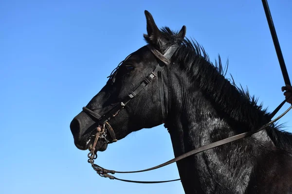 Bellissimo Cavallo Spagna Nel Campo — Foto Stock