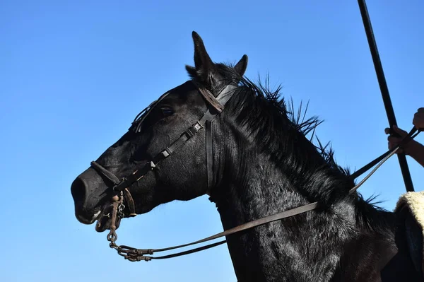 Beautiful Horse Spain Field — Stock Photo, Image