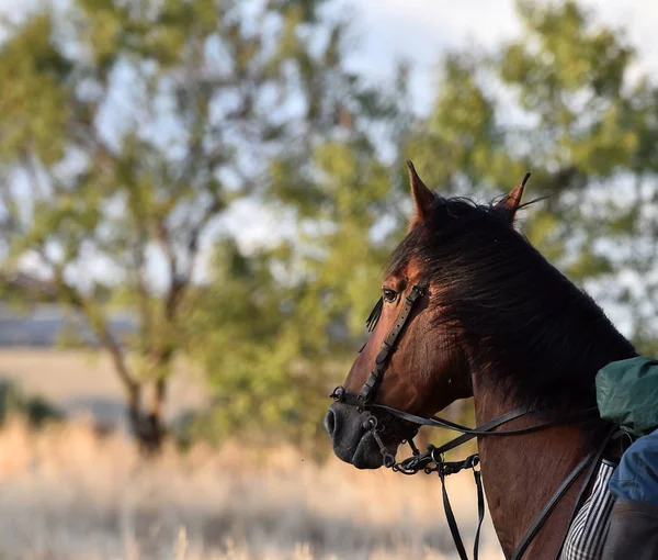 Vacker Häst Spanien Fältet — Stockfoto