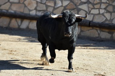 İspanya 'da boğa geleneksel gösteride boğa güreşi