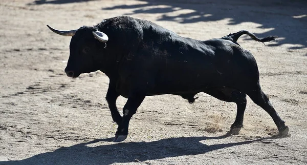 Toro Spagna Bullring Spettacolo Tradizionale — Foto Stock