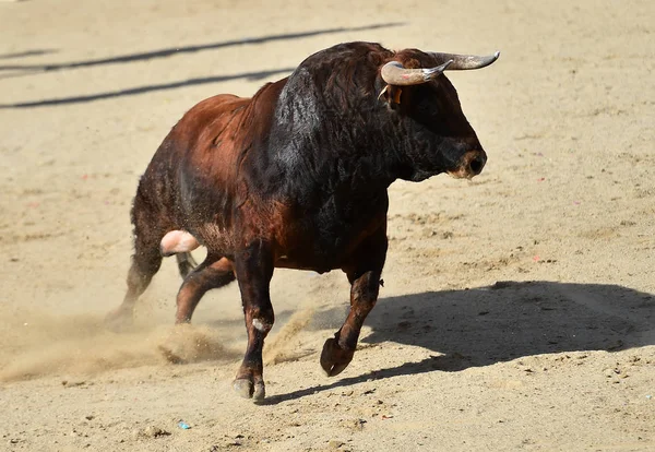 Býk Španělsku Býčí Aréně Tradiční Podívané — Stock fotografie