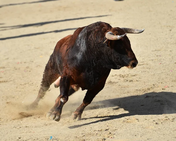 Touro Espanha Tournée Espetáculo Tradicional — Fotografia de Stock