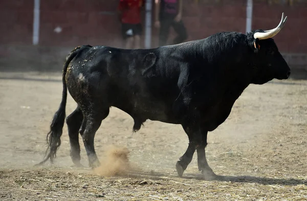 Touro Espanha Wih Grandes Chifres Correndo Praça Touros Espetáculo Tradicional — Fotografia de Stock