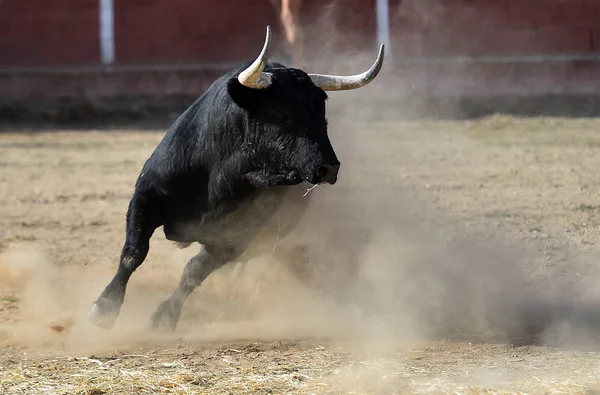Stier Spanien Mit Großen Hörnern Läuft Der Stierkampfarena Traditionellem Spektakel — Stockfoto