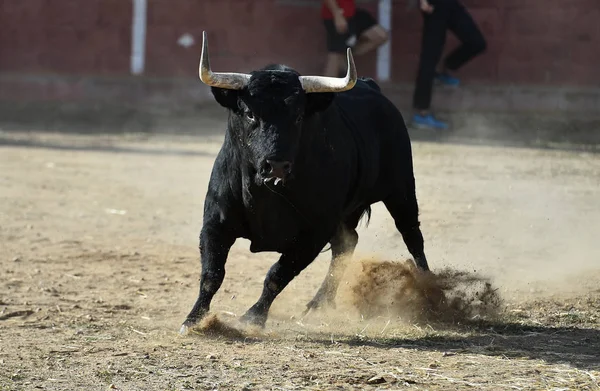 Tjur Spanien Med Stora Horn Som Springer Tjurfäktningsringen Traditionellt Skådespel — Stockfoto